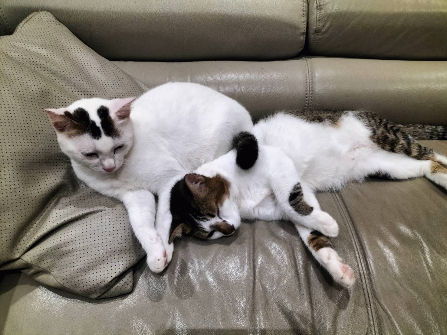 Cats